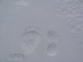 tracks off and nutepl'men 005